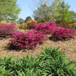 Crimson Fire™ Loropetalum -Flowering Trees Sales Crimson Fire Loropetalum 1