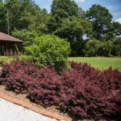 Crimson Fire™ Loropetalum -Flowering Trees Sales Crimson Fire Loropetalum 3