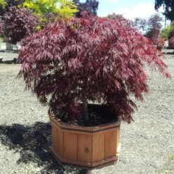 Crimson Queen Japanese Maple 7 Crimson Queen Japanese Maple -Flowering Trees Sales Crimson Queen Japanese Maple 1