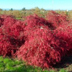 Crimson Queen Japanese Maple 6 Crimson Queen Japanese Maple -Flowering Trees Sales Crimson Queen Japanese Maple 2