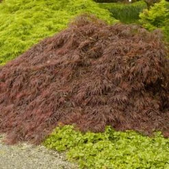 New Arrival -Flowering Trees Sales Crimson Queen Japanese Maple 4