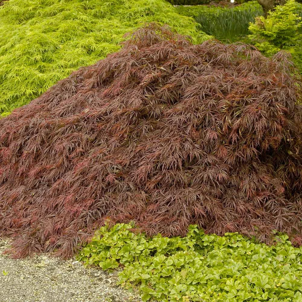 Crimson Queen Japanese Maple 2 Crimson Queen Japanese Maple - Image 2