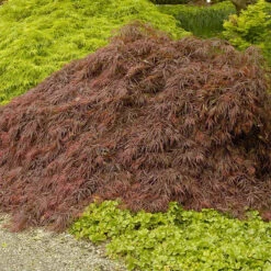 New Arrival 5 Crimson Queen Japanese Maple