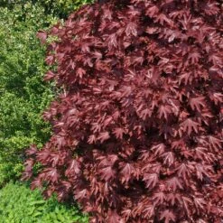 Crimson Sentry Norway Maple Tree -Flowering Trees Sales Crimson Sentry Maple 2 FGT