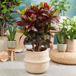Sunset Hues House Plant Kit -Flowering Trees Sales Croton Petra 1 FGT 445f7f6a 00f4 451b a6b3 3f52129ac266