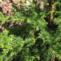 Black Dragon Cryptomeria 6 Black Dragon Cryptomeria -Flowering Trees Sales Cryptomeria Black Dragon 3