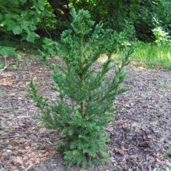 Black Dragon Cryptomeria 7 Black Dragon Cryptomeria -Flowering Trees Sales Cryptomeria Black Dragon 4