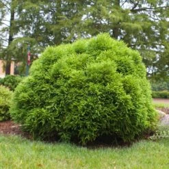 Cryptomeria 'Globosa Nana' Shrub -Flowering Trees Sales Cryptomeria Radicans 3