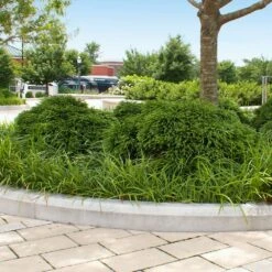 Cryptomeria 'Globosa Nana' Shrub -Flowering Trees Sales Cryptomeria Radicans 5 1b1b9abd 7f86 4bef bc80 cb1e72effa46