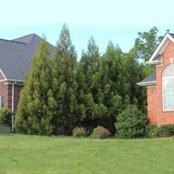 Cryptomeria Radicans 12 Cryptomeria Radicans -Flowering Trees Sales Cryptomeria Radicans 6