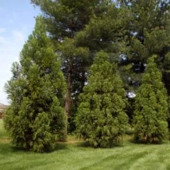 Yoshino Japanese Cedar 7 Yoshino Japanese Cedar -Flowering Trees Sales Cryptomeria Yoshino 2