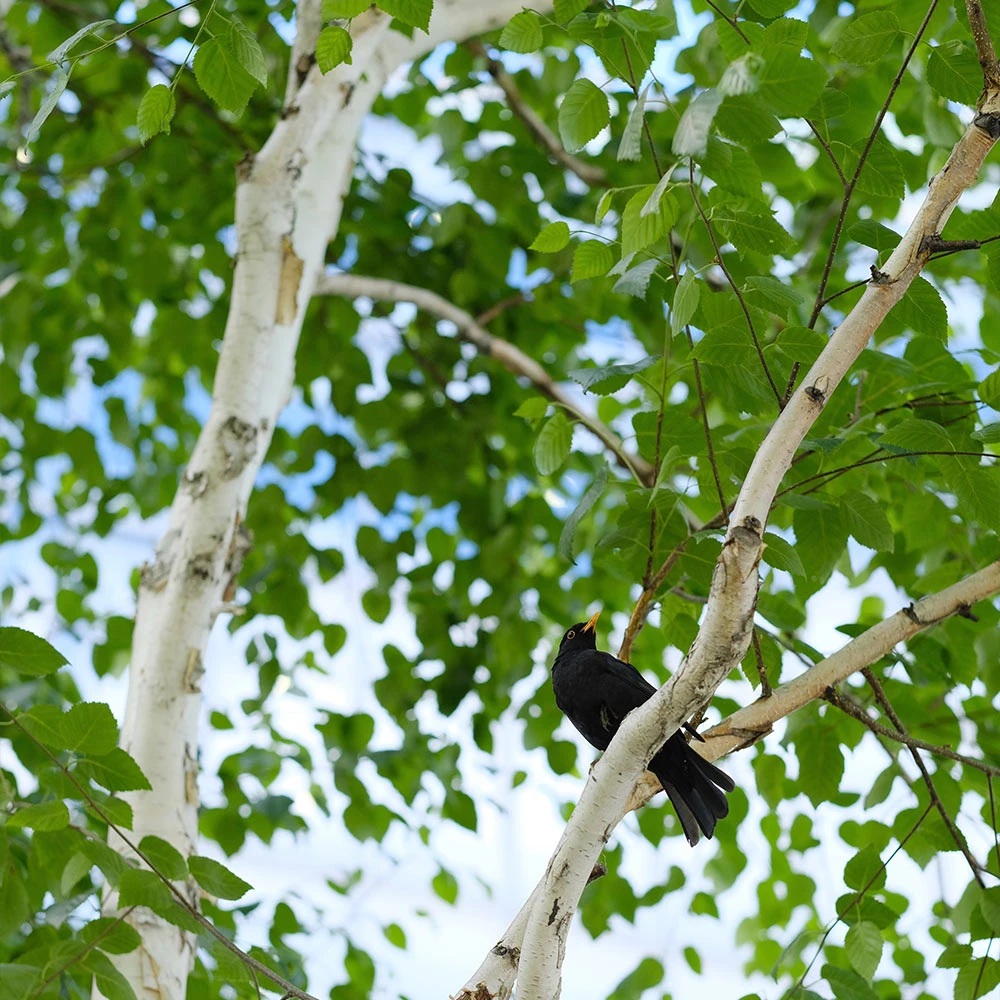 Dakota Pinnacle Birch Tree 4 Dakota Pinnacle Birch Tree - Image 4