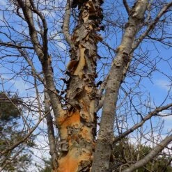 DannaSpire Columnar Elm Tree 11 DannaSpire Columnar Elm Tree -Flowering Trees Sales Danaspire Elm 1