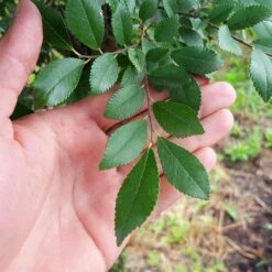 DannaSpire Columnar Elm Tree 8 DannaSpire Columnar Elm Tree -Flowering Trees Sales Danaspire Elm 2