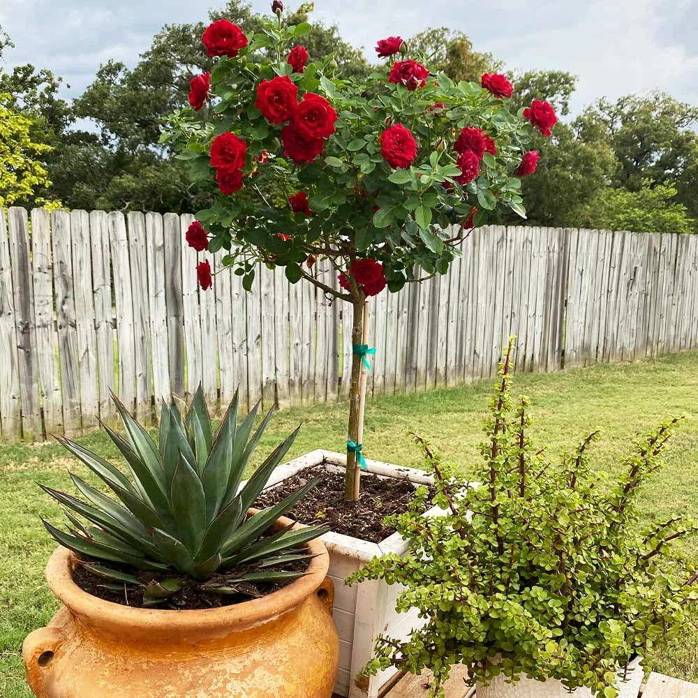 Dancing In The Dark™ Rose Tree 4 Dancing In The Dark™ Rose Tree - Image 4