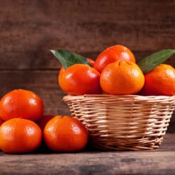 Dancy Tangerine Tree 8 Dancy Tangerine Tree -Flowering Trees Sales Dancy Tangerine 1 FGT