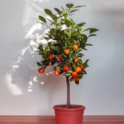 Dancy Tangerine Tree 7 Dancy Tangerine Tree -Flowering Trees Sales Dancy Tangerine 2 FGT