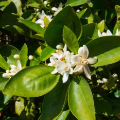 Dancy Tangerine Tree 9 Dancy Tangerine Tree -Flowering Trees Sales Dancy Tangerine 7