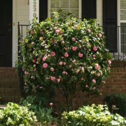 Debutante Camellia -Flowering Trees Sales Debutante Camellia 1
