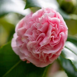 Debutante Camellia -Flowering Trees Sales Debutante Camellia 3 FGT