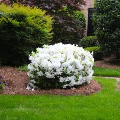 Delaware Valley White Azalea -Flowering Trees Sales Delaware Valley Azalea FGT 2