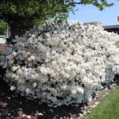 Delaware Valley White Azalea -Flowering Trees Sales Delaware Valley Azalea FGT 3