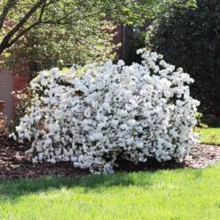 Delaware Valley White Azalea -Flowering Trees Sales Delaware Valley Azalea FGT 4