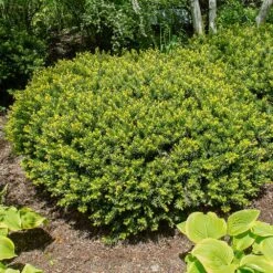 Dense Spreading Yew 6 Dense Spreading Yew -Flowering Trees Sales Dense spreading yew 1