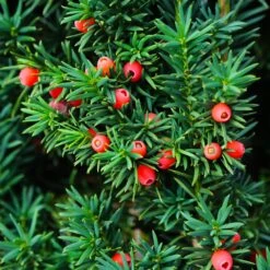 Dense Spreading Yew 7 Dense Spreading Yew -Flowering Trees Sales Dense spreading yew 3 FGT