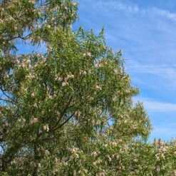 Bubba Desert Willow -Flowering Trees Sales Desert Willow Bubba 1