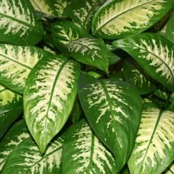 Dieffenbachia And Song Of India Combo 6 Dieffenbachia And Song Of India Combo -Flowering Trees Sales Diffenbachia song of india 2
