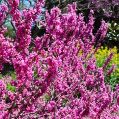 Don EGolf Redbud Tree 9 Don EGolf Redbud Tree -Flowering Trees Sales Don E Golf Redbud 6 FGT