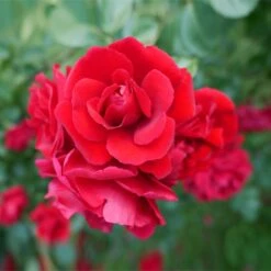 Don Juan Climbing Rose 5 Don Juan Climbing Rose -Flowering Trees Sales Don Juan 1 FGT