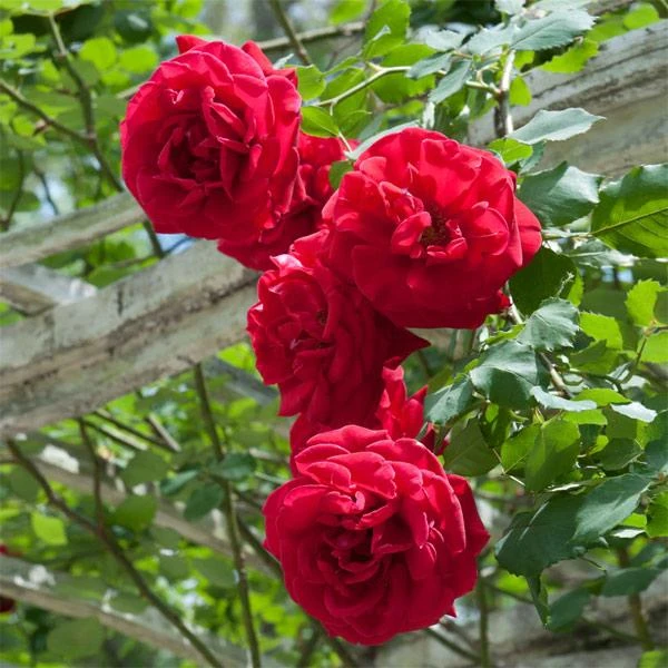 Don Juan Climbing Rose 1 Don Juan Climbing Rose