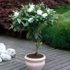 Double Blooming Gardenia Tree 8 Double Blooming Gardenia Tree -Flowering Trees Sales Double Blooming Gardenia 6 FGT