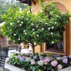 Double Blooming Gardenia Tree 9 Double Blooming Gardenia Tree -Flowering Trees Sales Double Blooming Gardenia Tree 6