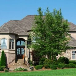 Dura Heat® River Birch 6 Dura Heat® River Birch -Flowering Trees Sales Dura Heat River Birch 1