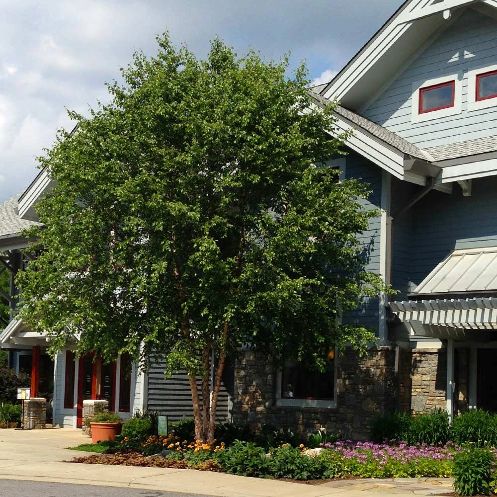 Dura Heat® River Birch 2 Dura Heat® River Birch - Image 2