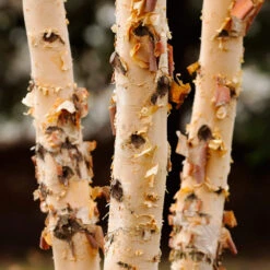 Dura Heat® River Birch 7 Dura Heat® River Birch -Flowering Trees Sales Dura Heat River Birch 4