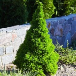 Dwarf Alberta Spruce -Flowering Trees Sales Dwarf ALberta ALberta Spruce 3 FGT