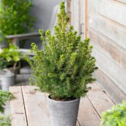 Dwarf Alberta Spruce -Flowering Trees Sales Dwarf ALberta ALberta Spruce 5 FGT