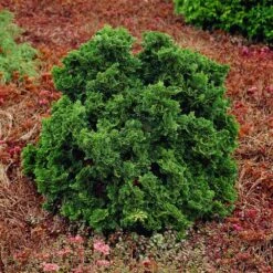 Dwarf Hinoki Cypress Shrub -Flowering Trees Sales Dwarf Hinoki Cypress 1