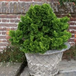 Dwarf Hinoki Cypress Shrub -Flowering Trees Sales Dwarf Hinoki Cypress 2