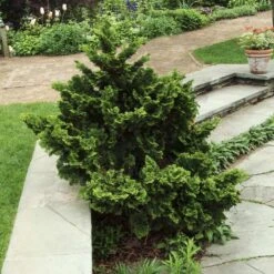 Dwarf Hinoki Cypress Shrub -Flowering Trees Sales Dwarf Hinoki Cypress 3