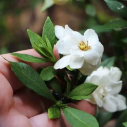 Dwarf Radicans Gardenia 7 Dwarf Radicans Gardenia -Flowering Trees Sales Dwarf Radicans Gardenia 6