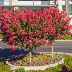 Dynamite Crape Myrtle 11 Dynamite Crape Myrtle -Flowering Trees Sales Dynamite Crape Myrtle single trunk
