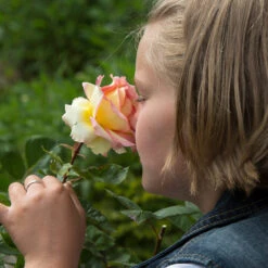 Euphoria® Rose Shrub 7 Euphoria® Rose Shrub -Flowering Trees Sales EUphoria Rose Tree 1