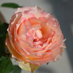 Euphoria® Rose Shrub 8 Euphoria® Rose Shrub -Flowering Trees Sales EUphoria Rose Tree 2
