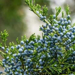 Eastern Red Cedar Tree 7 Eastern Red Cedar Tree -Flowering Trees Sales Eastern Red Cedar 2 FGT