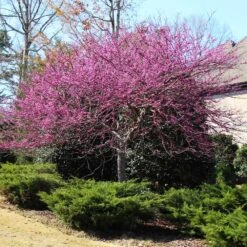 Eastern Redbud 9 Eastern Redbud -Flowering Trees Sales Eastern Redbud 3